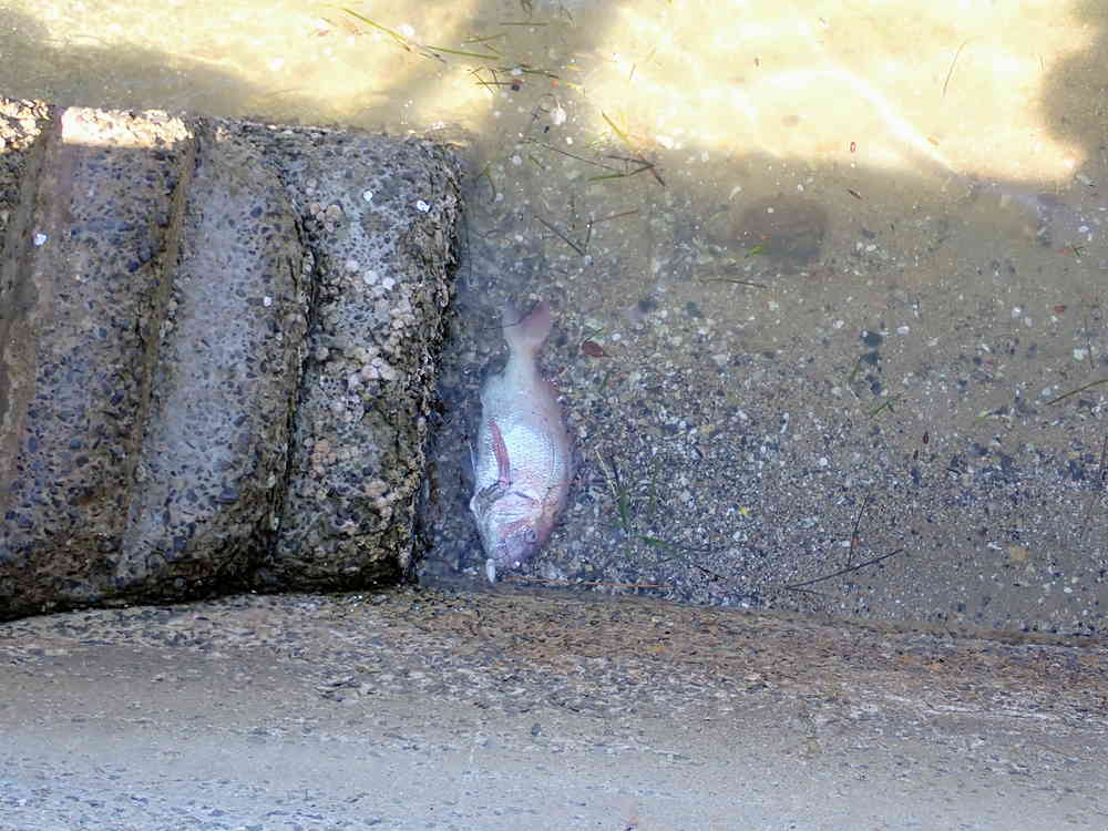 ランガン中に発見した大鯛(目測80cm弱)の死骸